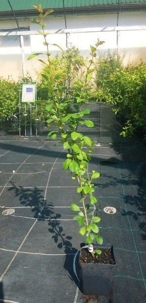 Aronia Czarna Czarnowocowa sadzonki