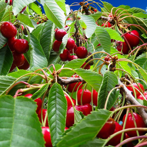 Wiśnia Szklanka Wielka stara odmiana START PACK