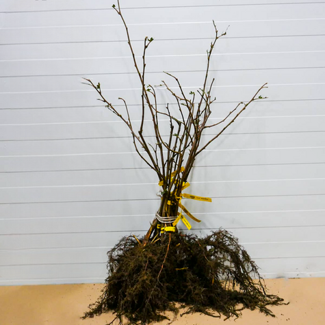 Orzech laskowy Lamberta czerwony START PACK