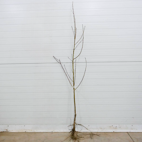 Nektaryna typu Harblaze START PACK