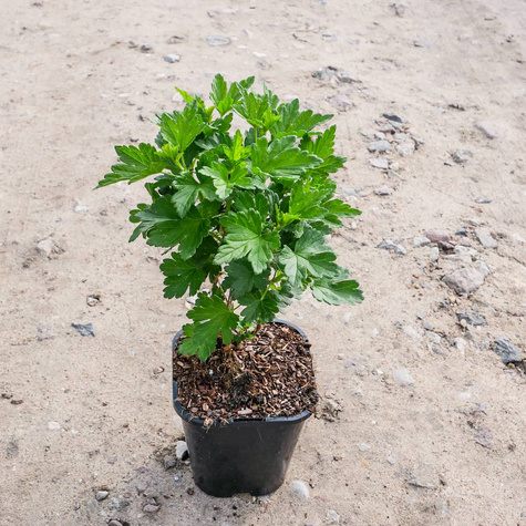 Porzeczko-agrest krzaczasty w doniczce