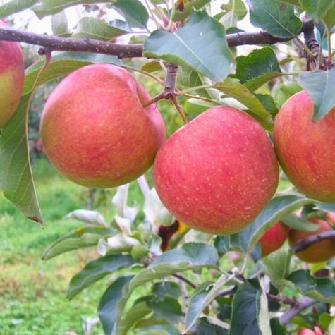 Półkarłowa Jabłoń Szampion START PACK