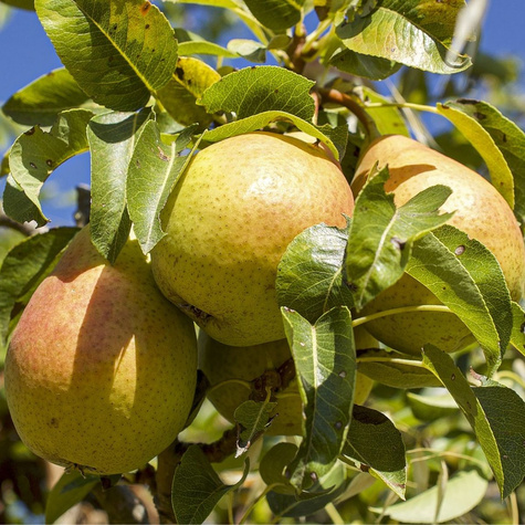 Grusza Ukraińska Duże Owoce START PACK