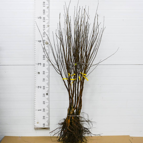 Wiśnia kolumnowa START PACK