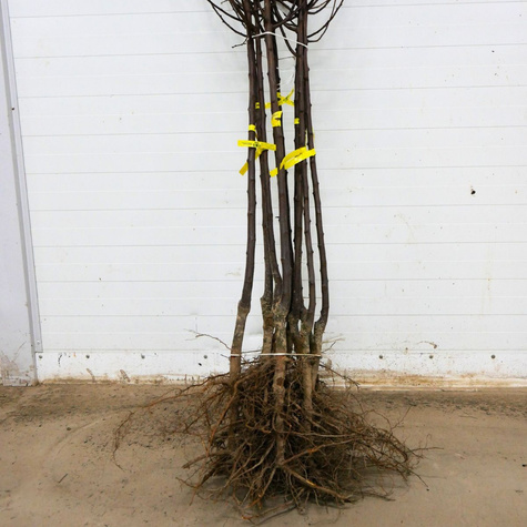 Śliwa Renkloda Althana