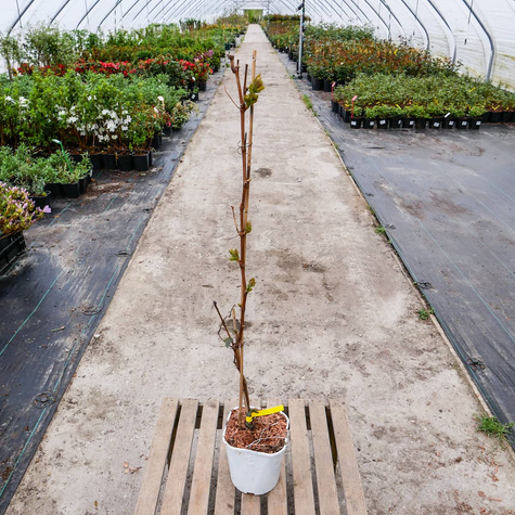 Winorośl winogrona Ontario