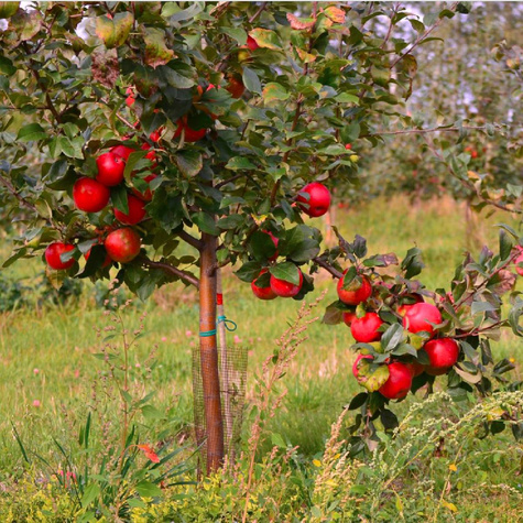 Jabłoń Papierówka Czerwona w doniczce