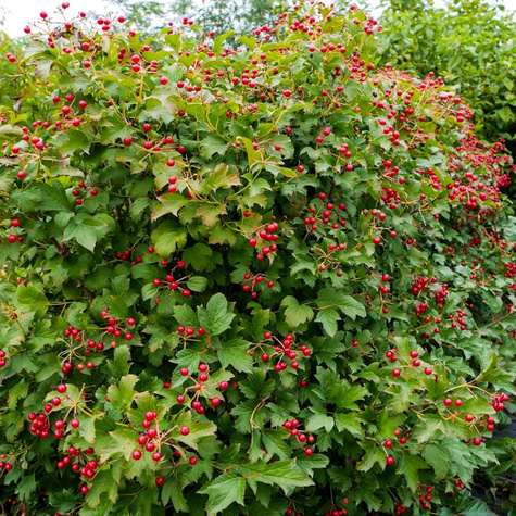 Kalina koralowa Plant Pack