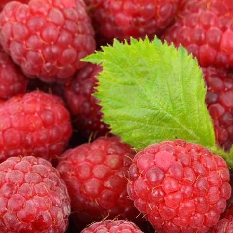 Malina jesienna Polana w doniczce