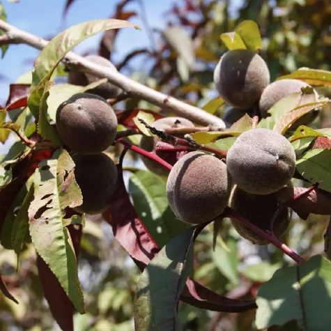 Brzoskwinia czerwonolistna Rubia START PACK