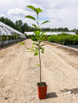 Podkładka Czereśni I Wiśni Czereśnia Ptasia Silnie Rosnąca (C2)
