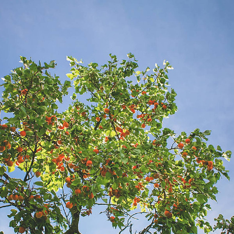 Morela typu Orange Red