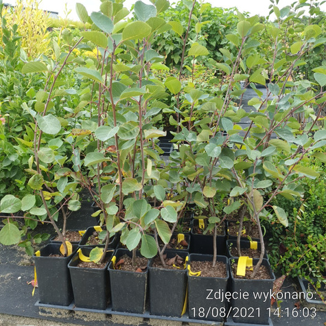 Świdośliwa Blue Moon