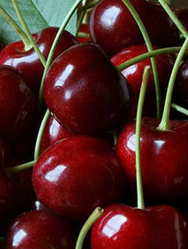 Czereśnia Rivan Wczesna START PACK