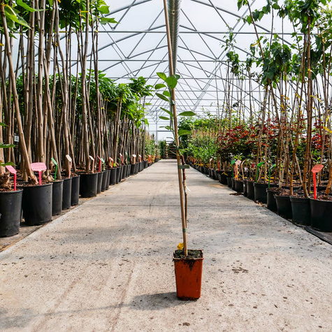 Śliwa Bluefree w doniczce (C2)