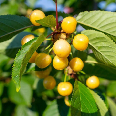 Czereśnia Drogana Żółta w doniczce