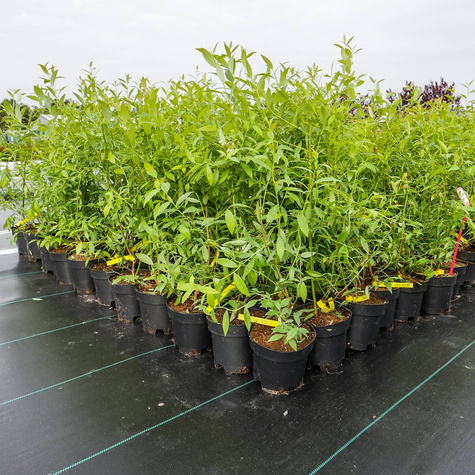 Borówka amerykańska Pink Lemonade karłowa na balkon