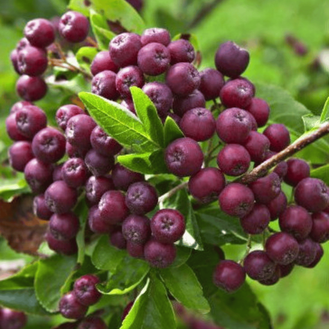 Jarzębina Jadalna Jarząb Jadalny Burka