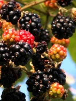 Jeżyna trójbarwna Tricolor