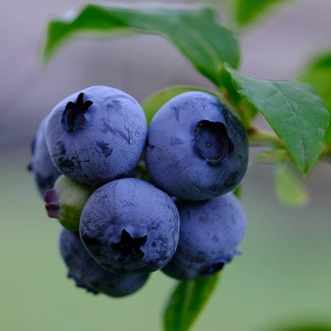Borówka amerykańska wysoka Hortblue Poppins (C2)