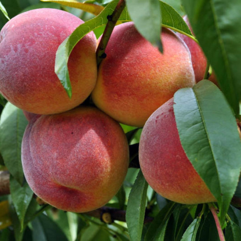 Brzoskwinia Redhaven