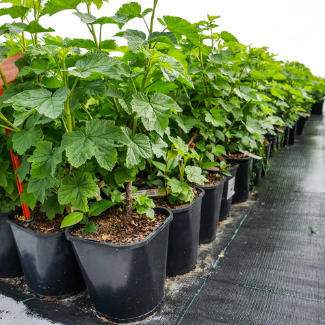 Porzeczka biała z Joteborg