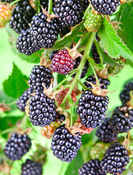 Jeżyna wielkoowocowa Prime Ark powtarzająca w doniczce