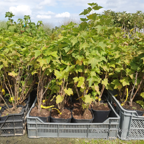 Porzeczka czarna Titania w doniczce