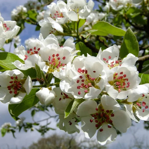 Grusza Patten START PACK