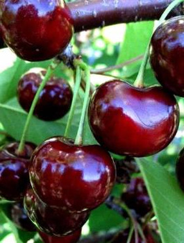 Czereśnia Karesova w doniczce