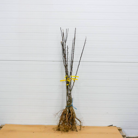 Grusza Klapsa Faworytka