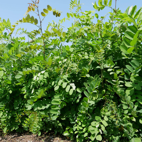 Grochodrzew Akacja Robinia pseudoakcja Plant Pack