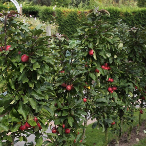 Jabłoń kolumnowa Promyk Słońca