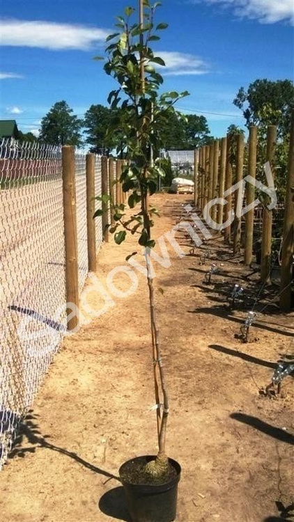 Jabłoń Grafsztynek Inflancki w doniczce