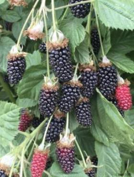 Jeżyna wielkoowocowa Chester w doniczce