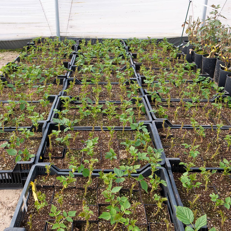 Malina promyk w doniczce