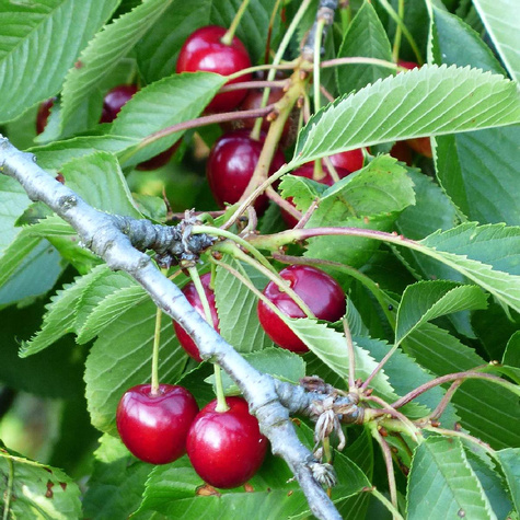 Czereśnia SAMOPYLNA Sweetheart w doniczce (C2)