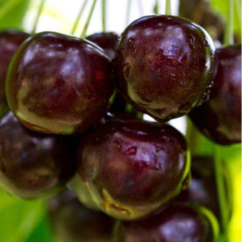 Czereśnia Sandra z ciemnoczerwonymi owocami Plant Pack