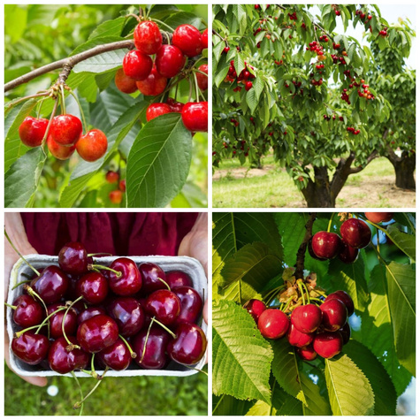 Zestaw Czereśni Wczesnych z Zapylaczami Plant Pack