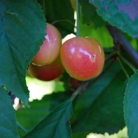 Czereśnia Bladoróżowa Miodówka w doniczce