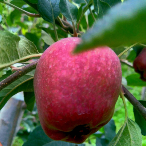 Jabłoń Red Delicious Jeronimo w doniczce