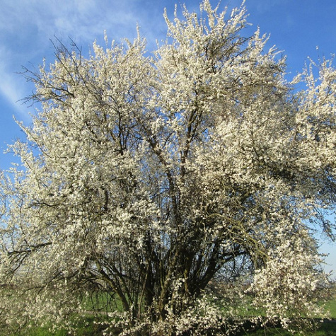 Śliwa Ałycza Na Żywopłot Obronny Mirabelka Plant Pack