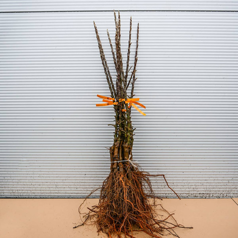 Jabłoń kolumnowa Gin w typie Lobo START PACK