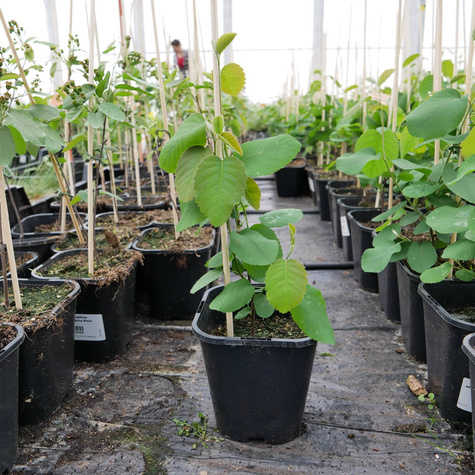 Świdośliwa olcholistna Mandam