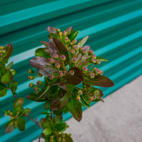 Aronia Czarna Szczepiona Na Pniu