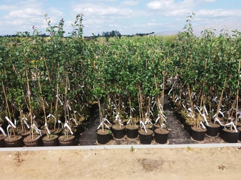 Grusza Król Sobieski w doniczce