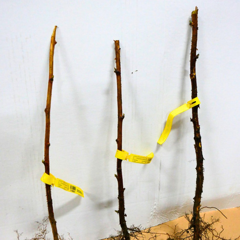 Malina czarna START PACK