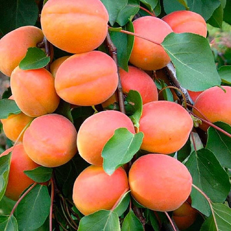 Duo Śliwa Węgierka Zwykła + Morela Goldrich START PACK