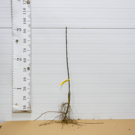 Nieszpułka zwyczajna balot