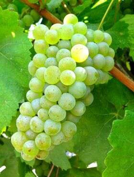 Winorośl winogrona Perła Zali